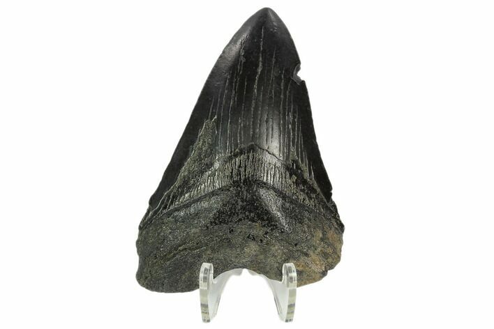 Bargain, Fossil Megalodon Tooth - South Carolina #124187